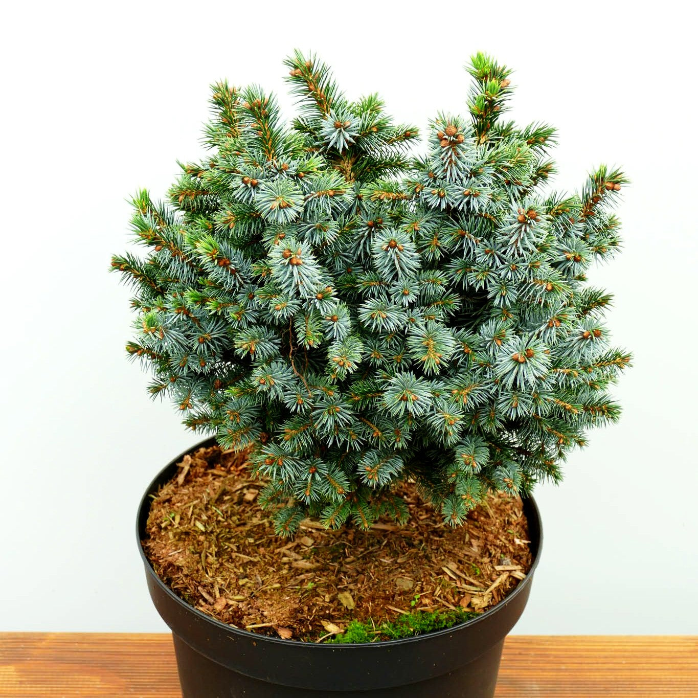 Zwerg-Sitka-Fichte 'Papoose' (Picea sitchensis)