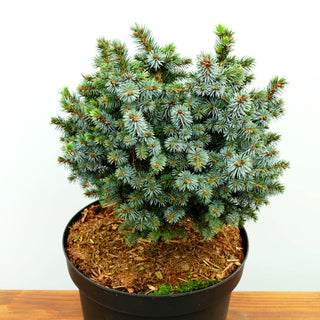 Zwerg-Sitka-Fichte 'Papoose' (Picea sitchensis)