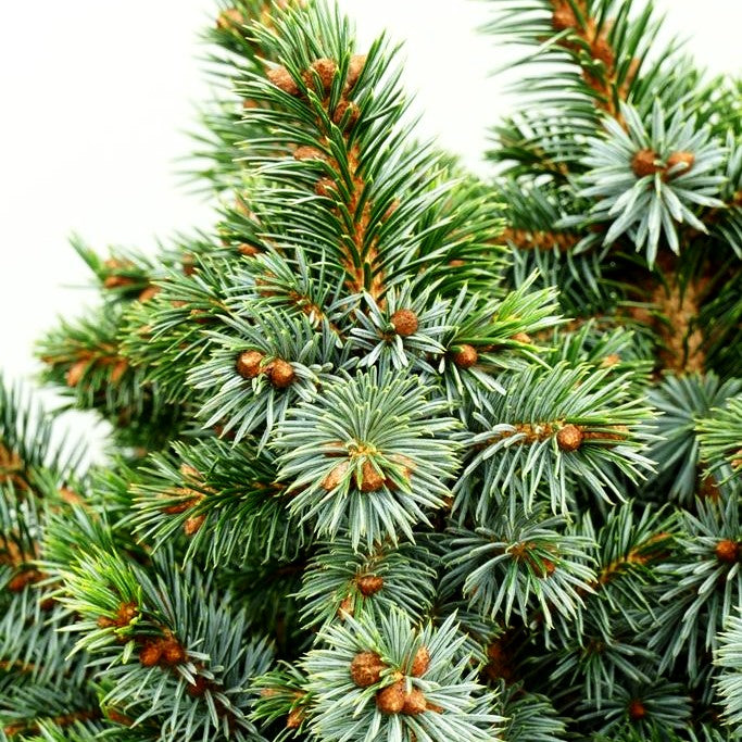 Zwerg-Sitka-Fichte 'Papoose' (Picea sitchensis)