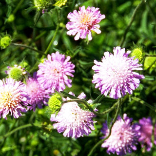 Zwerg-Skabiose (Scabiosa japonica var.alpina)
