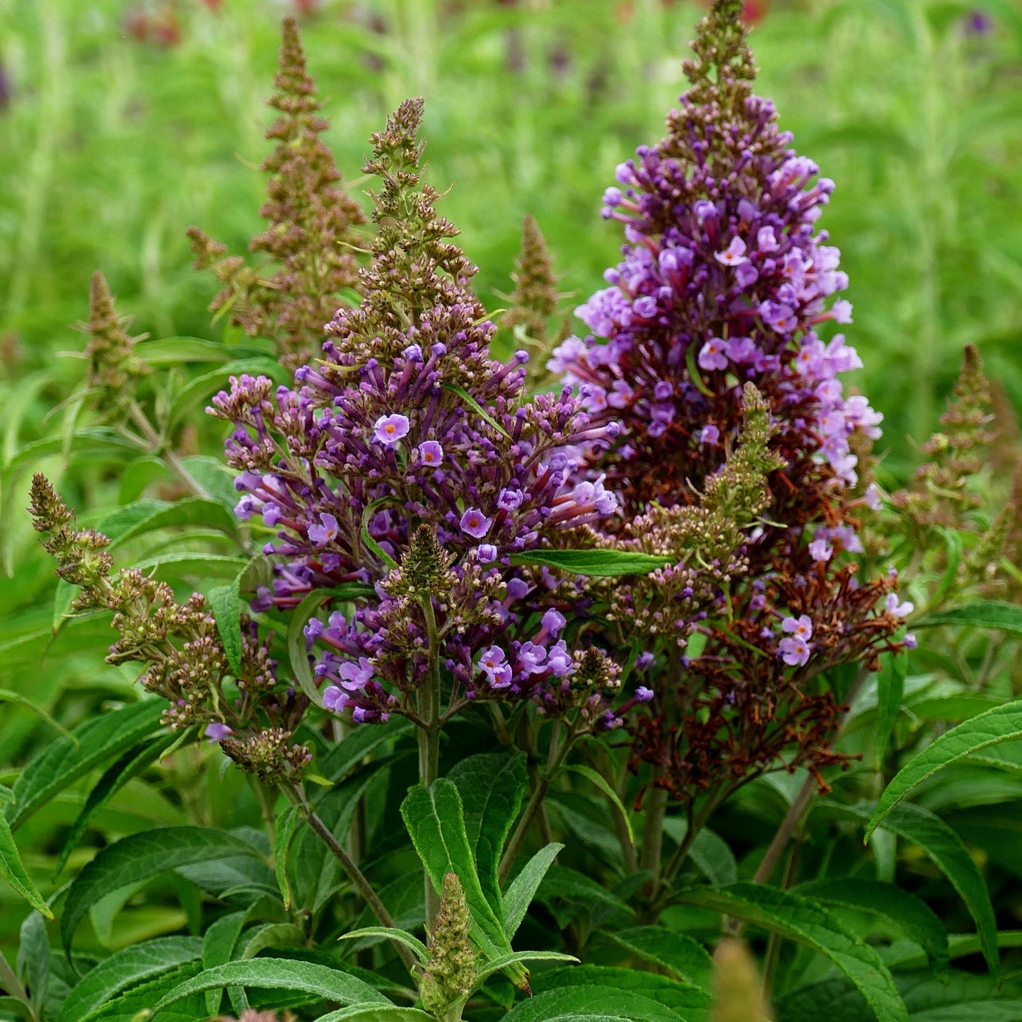 Zwerg-Sommerflieder 'B. Candy Little Lila' (Buddleja dav.)