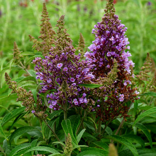 Zwerg-Sommerflieder 'B. Candy Little Lila' (Buddleja dav.)