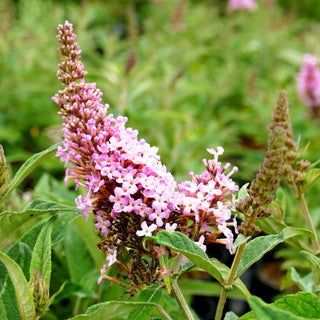Zwerg-Sommerflieder 'B. Candy Little Pink' (Buddleja dav.)