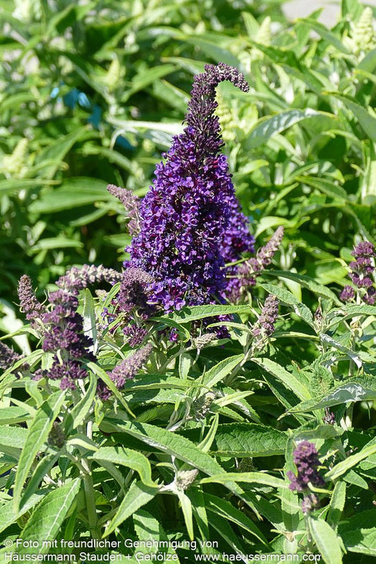 Zwerg-Sommerflieder 'B. Candy Little Purple' (Buddleja dav.)