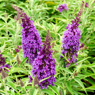Zwerg-Sommerflieder 'B. Candy Little Purple' (Buddleja dav.)