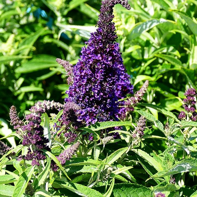 Zwerg-Sommerflieder 'B. Candy Little Purple' (Buddleja dav.)