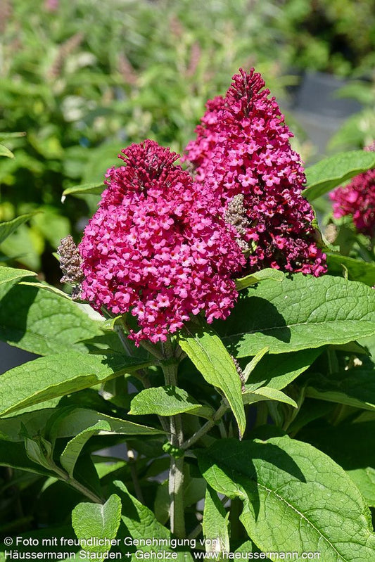 Zwerg-Sommerflieder 'B. Candy Little Ruby' (Buddleja dav.)
