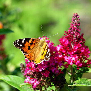 Zwerg-Sommerflieder 'B. Candy Little Ruby' (Buddleja dav.)