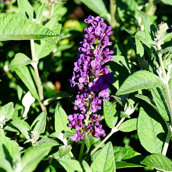 Zwerg-Sommerflieder 'Blue Chip Jr.' (Buddleja davidii)