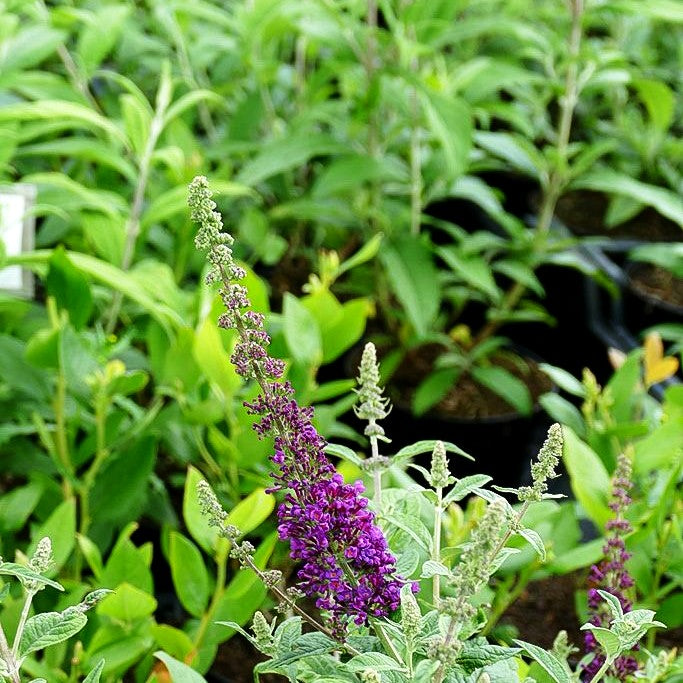 Zwerg-Sommerflieder 'Blue Chip Jr.' (Buddleja davidii)