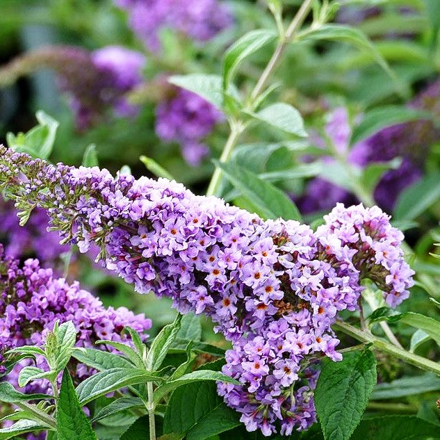 Zwerg-Sommerflieder 'Lilac Chip' (Buddleja davidii)
