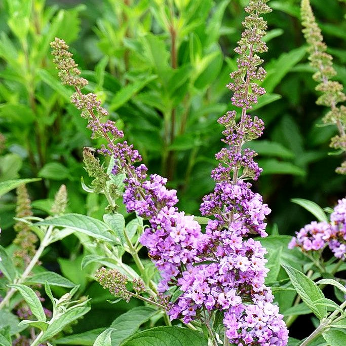 Zwerg-Sommerflieder 'Lilac Chip' (Buddleja davidii)