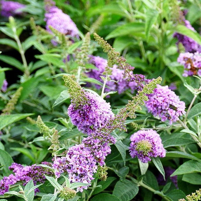 Zwerg-Sommerflieder 'Lilac Chip' (Buddleja davidii)