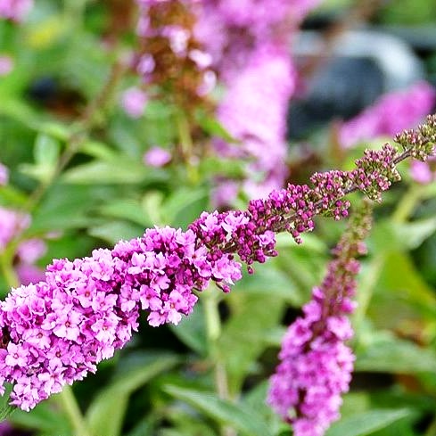Zwerg-Sommerflieder 'Pink Micro Chip' (Buddleja davidii)