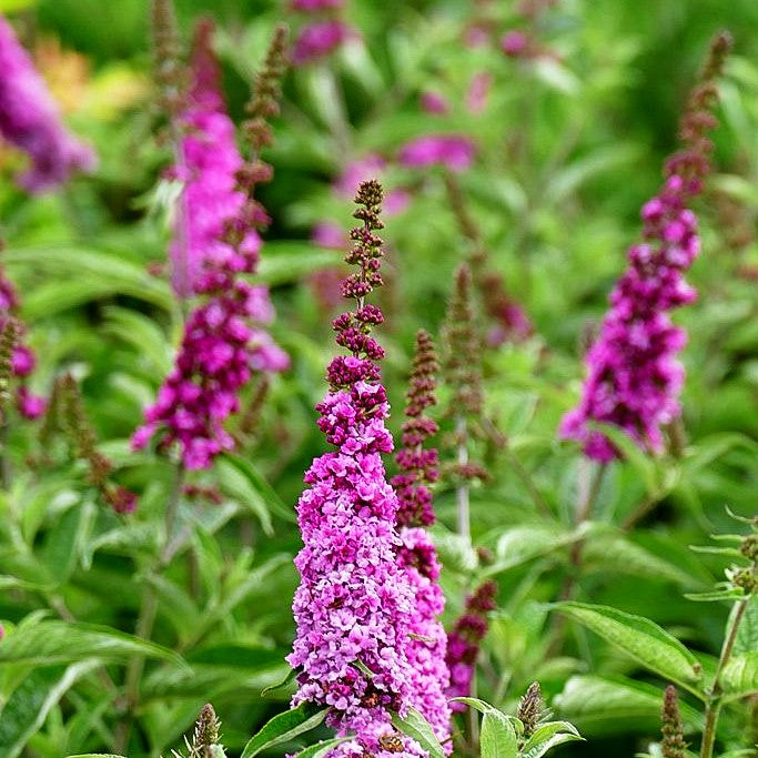 Zwerg-Sommerflieder 'Pink Micro Chip' (Buddleja davidii)