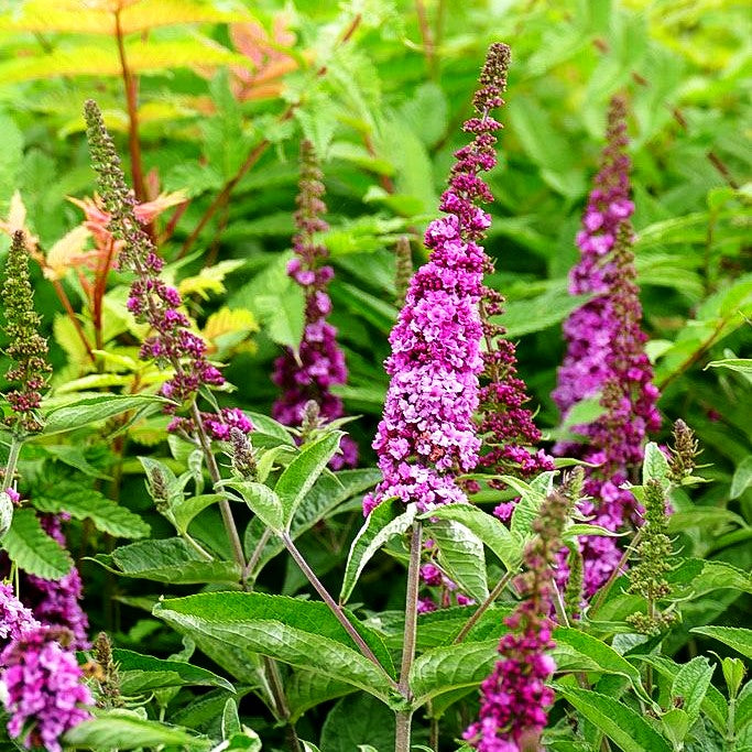 Zwerg-Sommerflieder 'Pink Micro Chip' (Buddleja davidii)