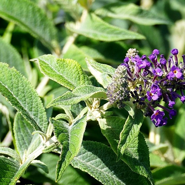 Zwerg-Sommerflieder 'Purple Chip' (Buddleja davidii)