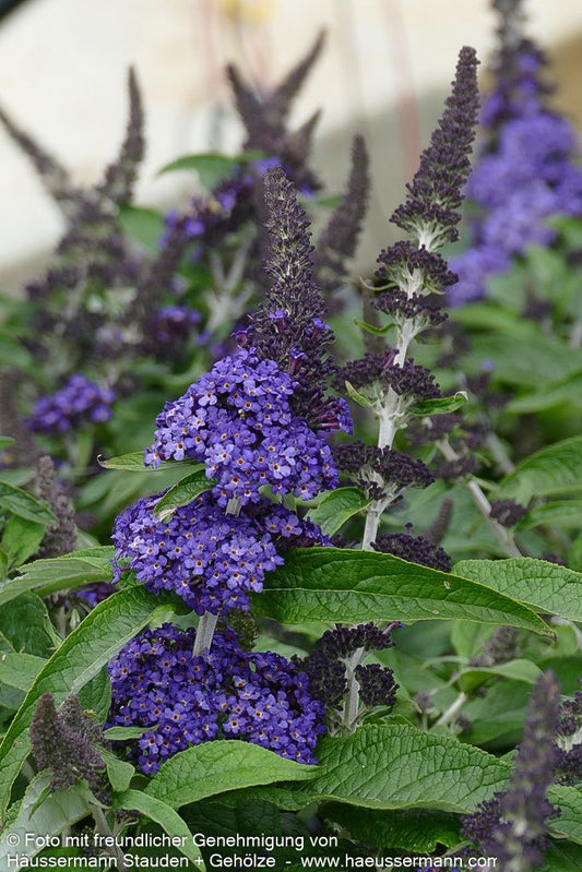Zwerg-Sommerflieder 'Rocketstar Indigo' (Buddleja davidii)