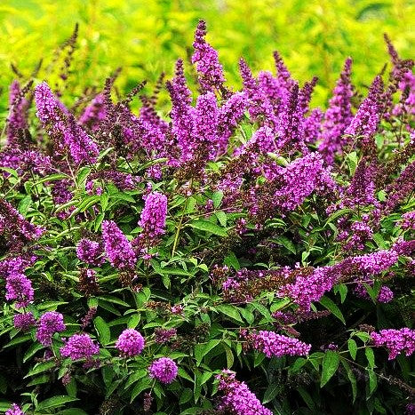 Zwerg-Sommerflieder 'Tutti Fruitti' (Buddleja dav. Free Petite)