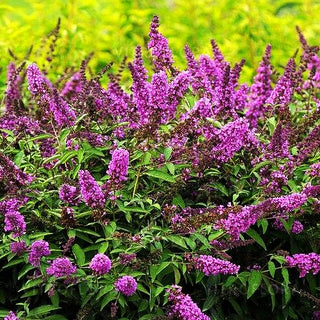 Zwerg-Sommerflieder 'Tutti Fruitti' (Buddleja dav. Free Petite)