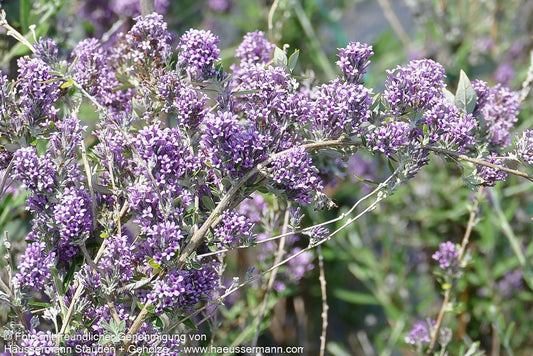 Zwerg-Sommerflieder 'Unique' (Buddleja alternifolia)