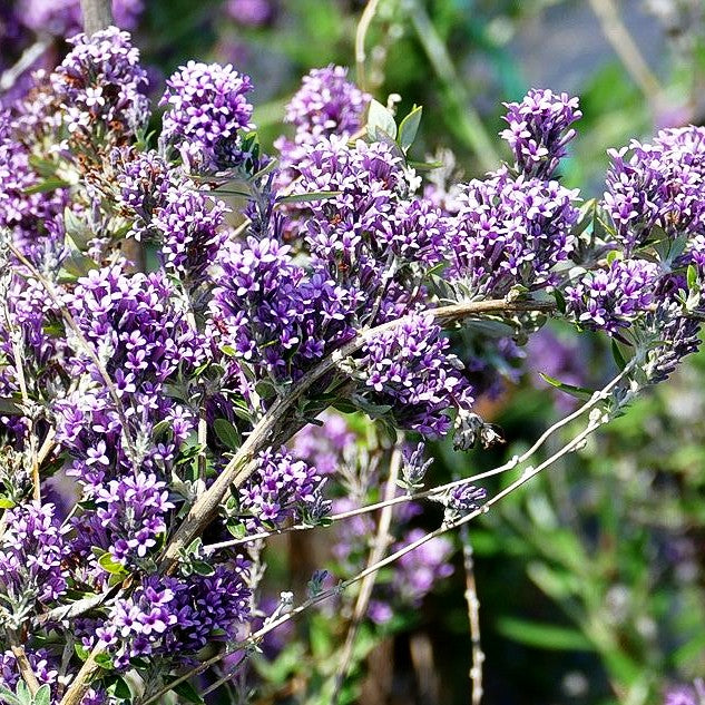 Zwerg-Sommerflieder 'Unique' (Buddleja alternifolia)