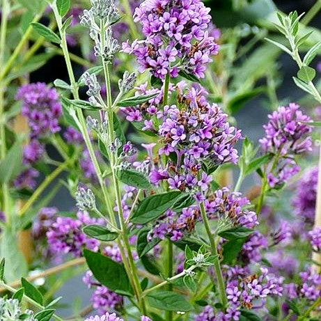 Zwerg-Sommerflieder 'Unique' (Buddleja alternifolia)