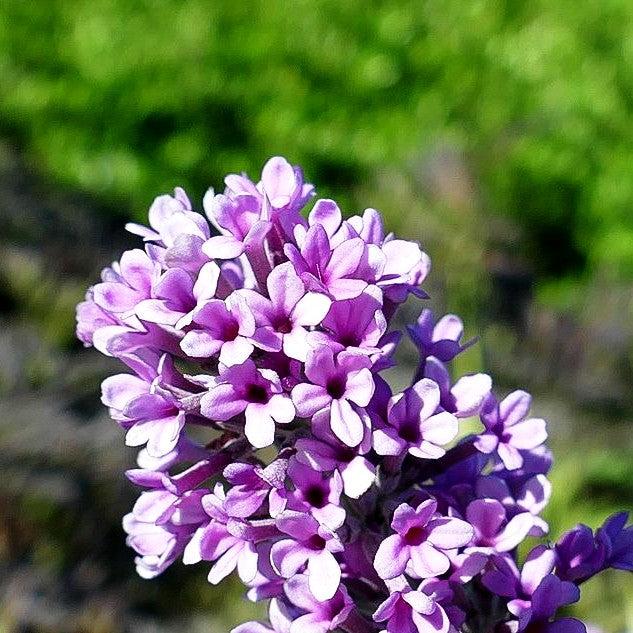 Zwerg-Sommerflieder 'Unique' (Buddleja alternifolia)