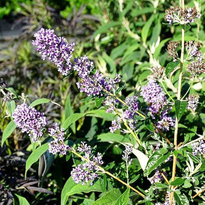 Zwerg-Sommerflieder 'Unique' (Buddleja alternifolia)