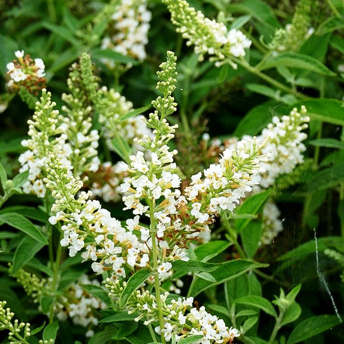 Zwerg-Sommerflieder 'White Chip' (Buddleja davidii)