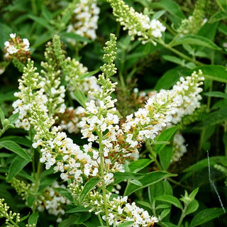 Zwerg-Sommerflieder 'White Chip' (Buddleja davidii)