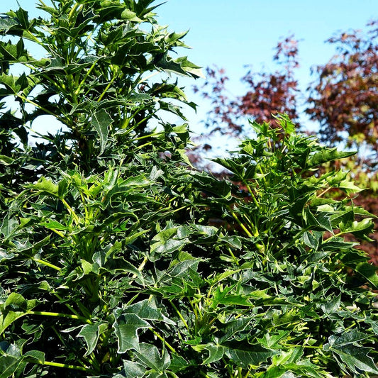 Zwerg-Spitz-Ahorn 'Nowusch' (Acer platanoides)