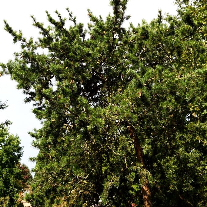 Zwerg-Strauchkiefer 'Arktis' (Pinus banksiana)