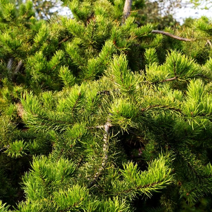 Zwerg-Strauchkiefer 'Arktis' (Pinus banksiana)
