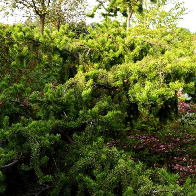 Zwerg-Strauchkiefer 'Arktis' (Pinus banksiana)
