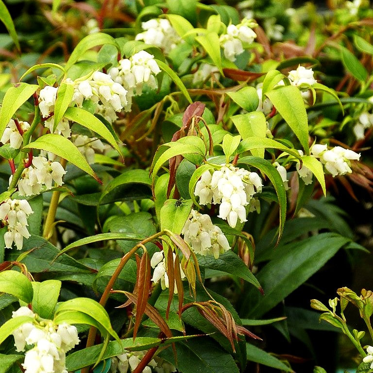 Zwerg-Traubenheide 'Royal Ruby' (Leucothoe keiskei)