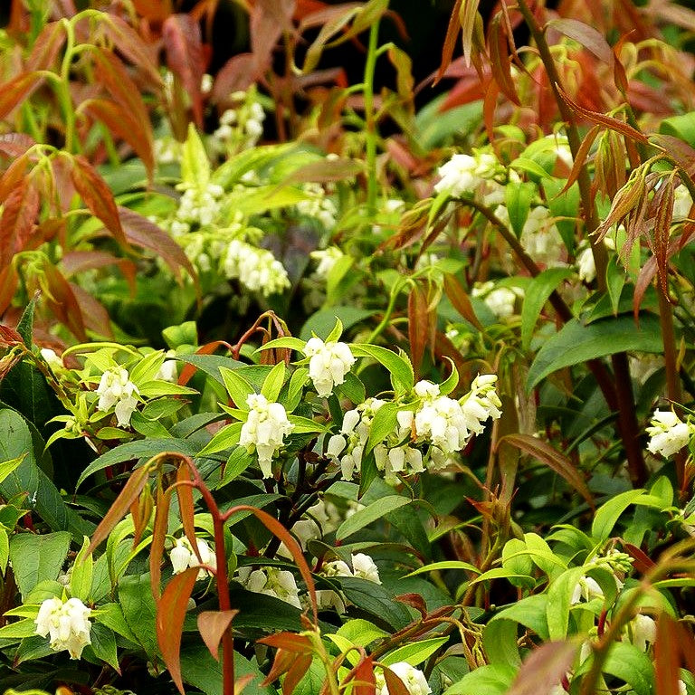 Zwerg-Traubenheide 'Royal Ruby' (Leucothoe keiskei)
