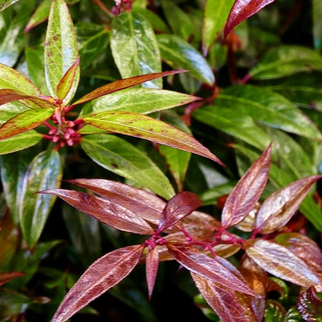 Zwerg-Traubenheide 'Royal Ruby' (Leucothoe keiskei)