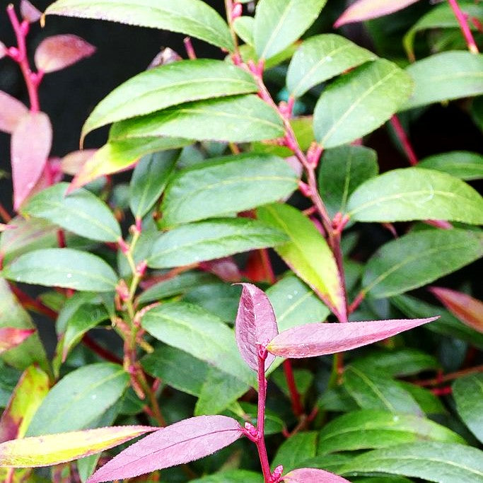 Zwerg-Traubenheide 'Royal Ruby' (Leucothoe keiskei)