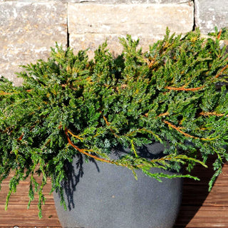 Zwerg-Wacholder 'Blue Carpet' (Juniperus squamata)