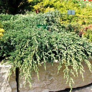 Zwerg-Wacholder 'Blue Carpet' (Juniperus squamata)