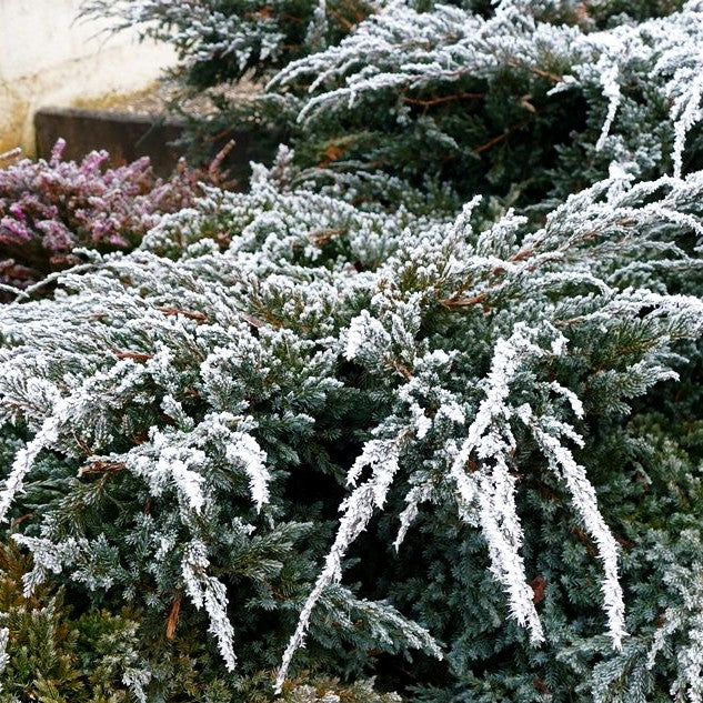Zwerg-Wacholder 'Blue Carpet' (Juniperus squamata)