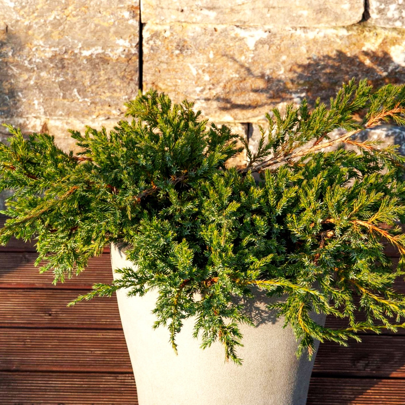 Zwerg-Wacholder 'Blue Carpet' (Juniperus squamata)