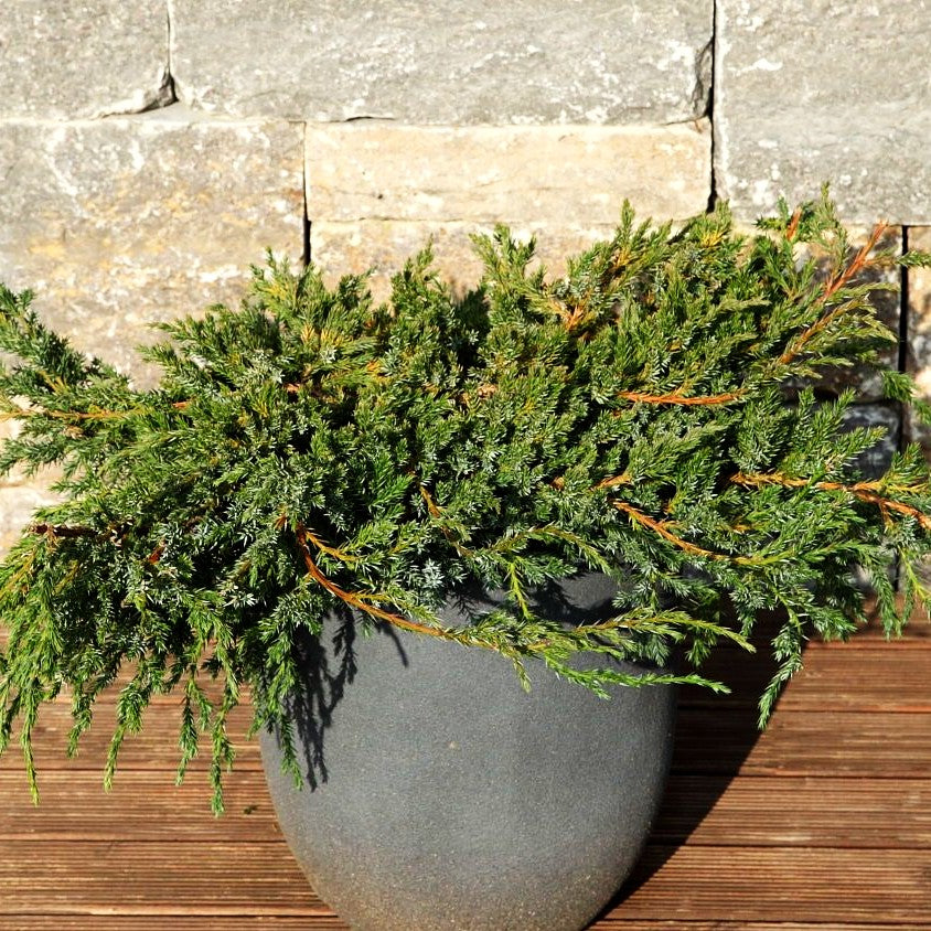 Zwerg-Wacholder 'Blue Carpet' (Juniperus squamata)