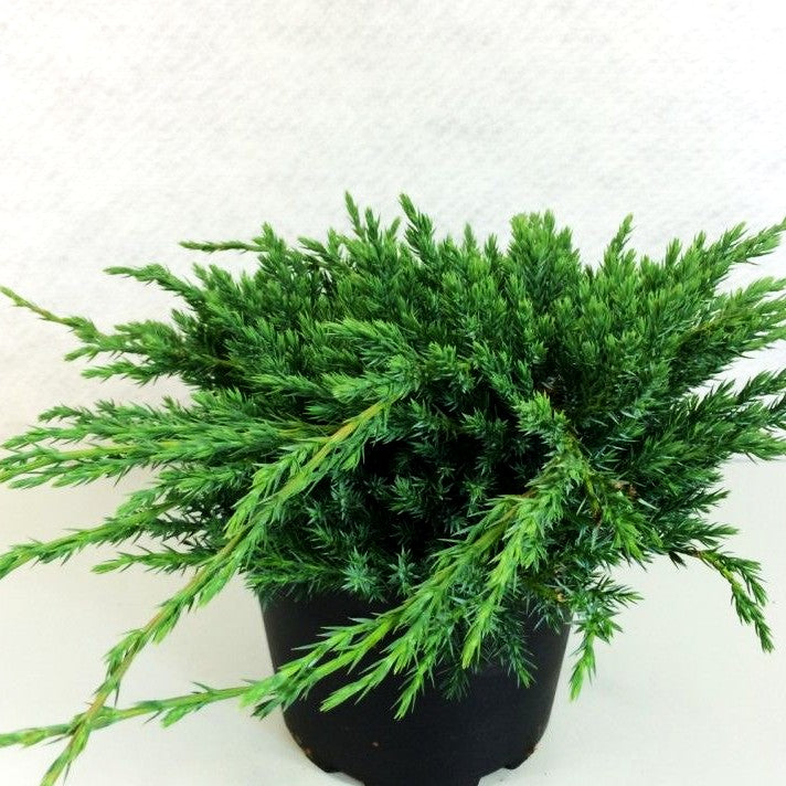 Zwerg-Wacholder 'Blue Carpet' (Juniperus squamata)