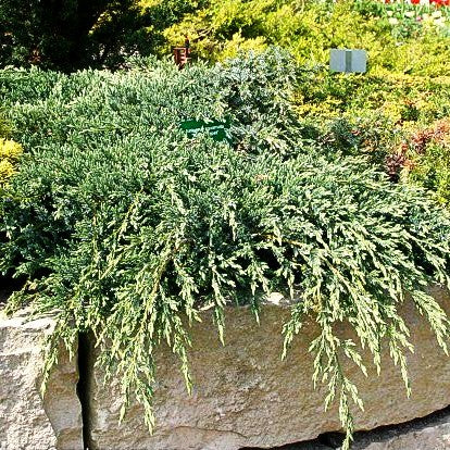 Zwerg-Wacholder 'Blue Carpet' (Juniperus squamata)