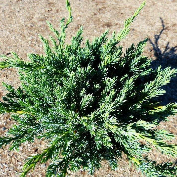 Zwerg-Wacholder 'Blue Carpet' (Juniperus squamata)