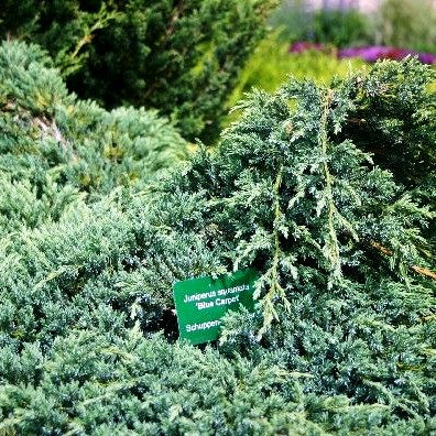 Zwerg-Wacholder 'Blue Carpet' (Juniperus squamata)