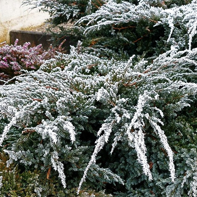 Zwerg-Wacholder 'Blue Carpet' (Juniperus squamata)