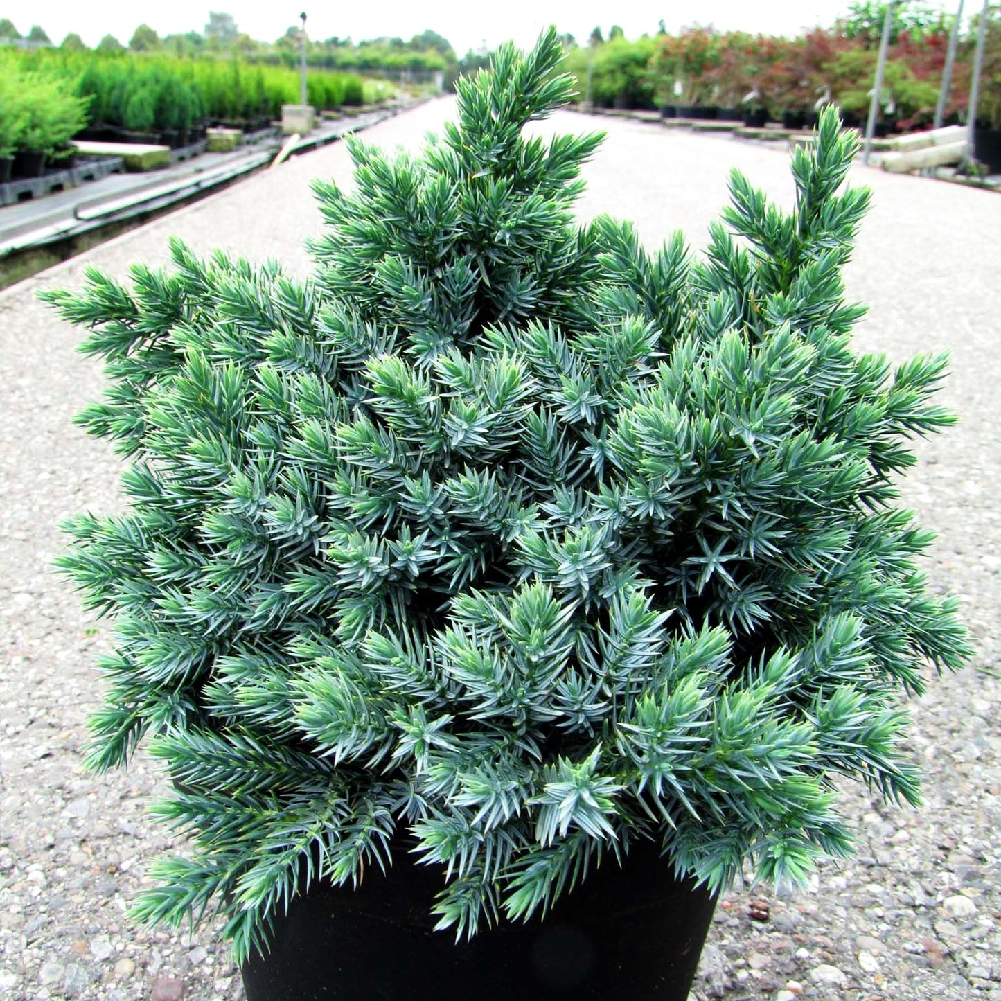 Zwerg-Wacholder 'Blue Star' (Juniperus squamata)